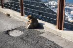 PICTURES/Gibraltar - The Rock & Monkeys/t_DSC00991.JPG